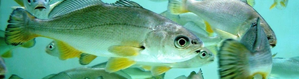 Tipos de Corvina en Chile