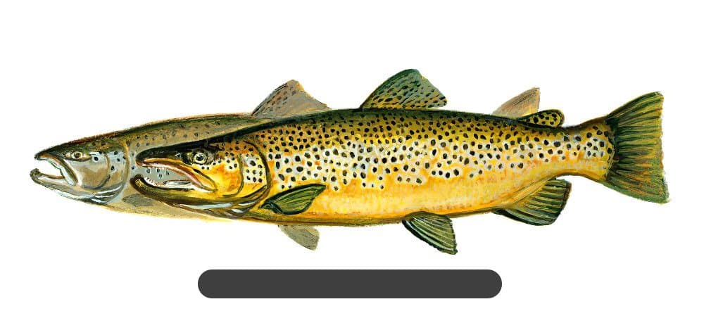 Trucha Fario (Salmo Trutta Fario)