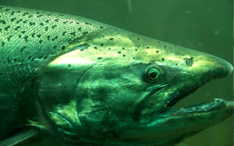 El Origen del Salmón Chinook