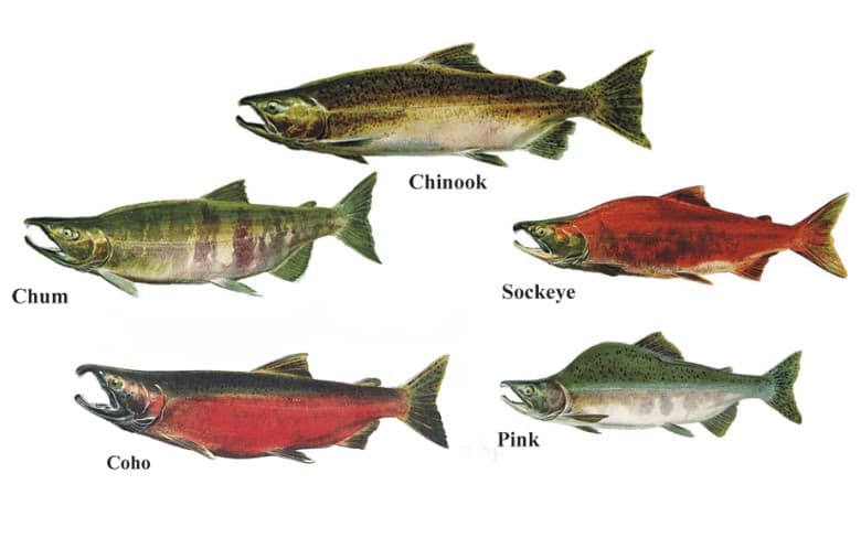 Salmón del Pacífico