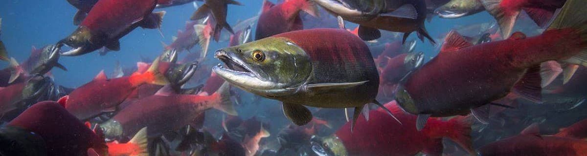 Salmones del Pacífico